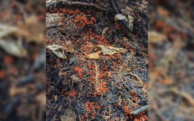 Impacts and benefits of wildfires on biogeochemical and hydrological cycles and the role of fungi in post-fire ecological recovery